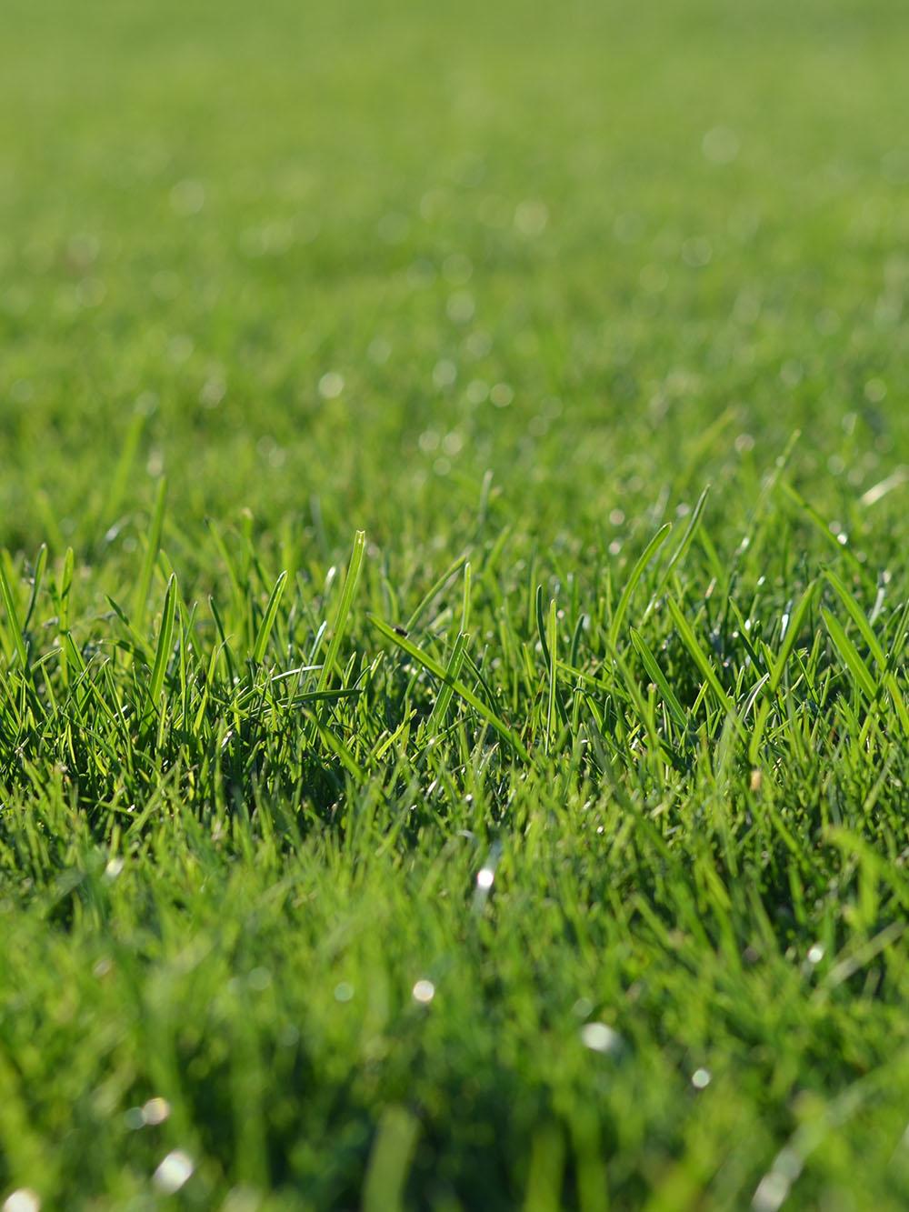 Eco Turf Turfgrass Mix